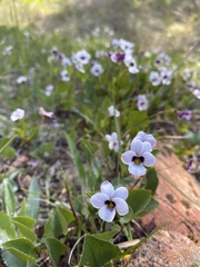 Viola cuneata