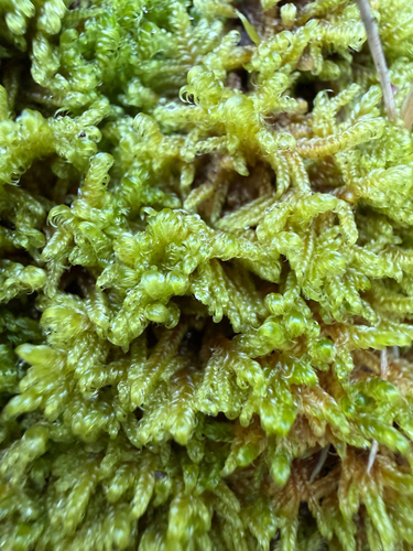 Stereodon subimponens observed 2026-10-12