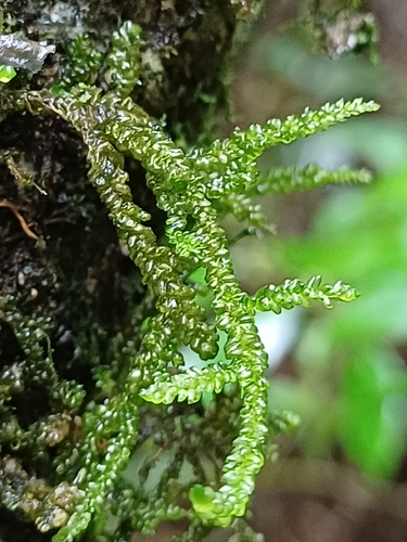 Weymouthia cochlearifolia observed 2026-10-13