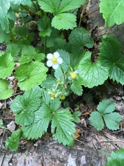 Fragaria vesca