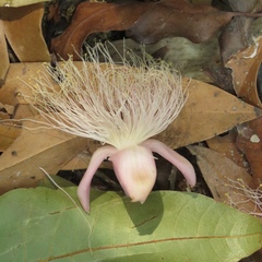 Lecythidaceae