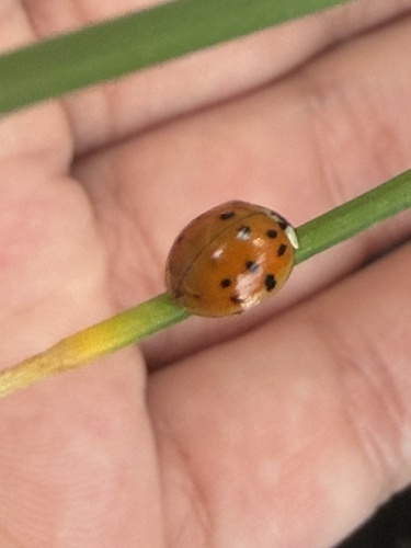 Asian Lady Beetle