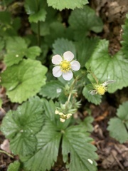 Fragaria vesca