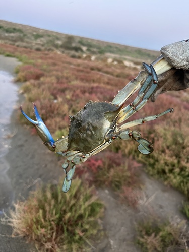 Atlantic Blue Crab