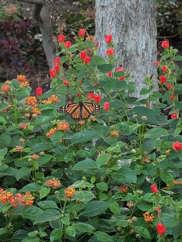 Monarch