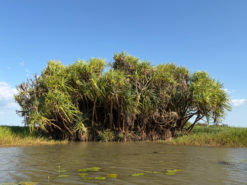 Pandanus aquaticus observed 2026-10-11