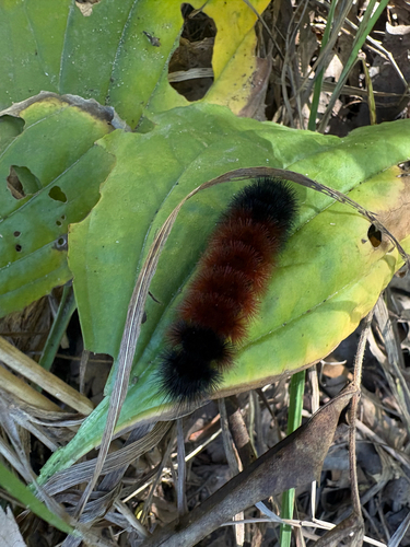 Isabella Tiger Moth