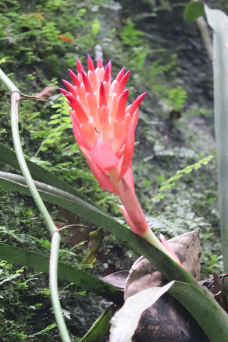 Billbergia pyramidalis observed 2026-10-11