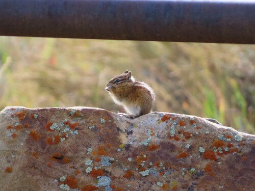 Hopi Chipmunk observed by tywcook