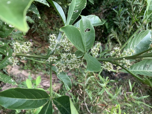 Melicope triphylla observed 2026-10-13