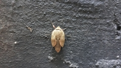 Insecta
