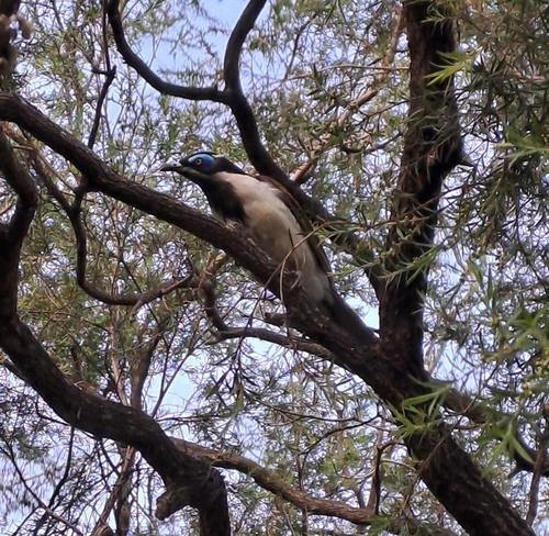 Blue-faced Honeyeater