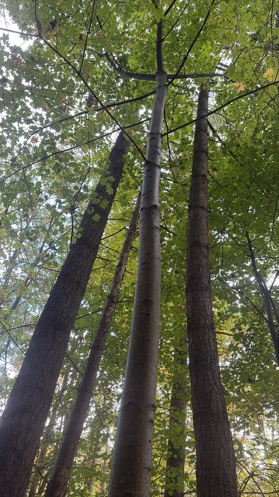 A photograph from Oct 12, 2026 near Burlington, Shelburne & Lake Champlain, where the observer’s point is approximate.