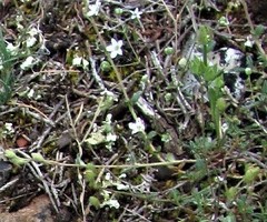 Arenaria obtusiflora