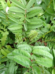 Sanguisorba canadensis