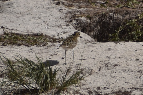 Pluvialis fulva observed 2026-10-10