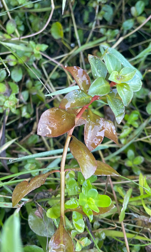 Ludwigia repens observed 2026-10-12