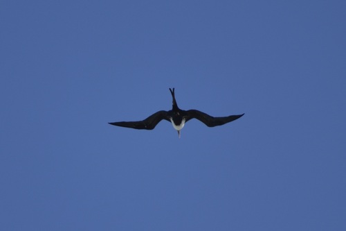 iNaturalist image