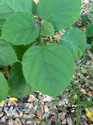 Cordia elaeagnoides, 2026-10-12