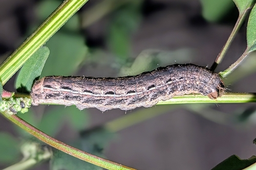 Large Yellow Underwing