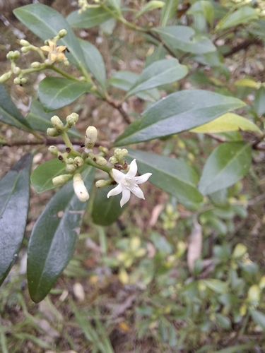 Psychotria daphnoides observed 2026-10-13