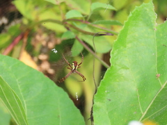 Argiope perforata