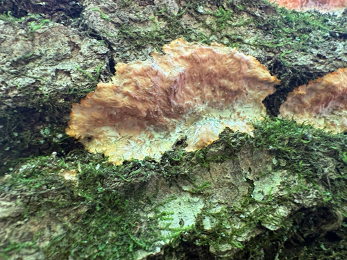 Wrinkled Crust