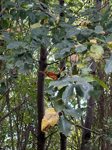 Monarch