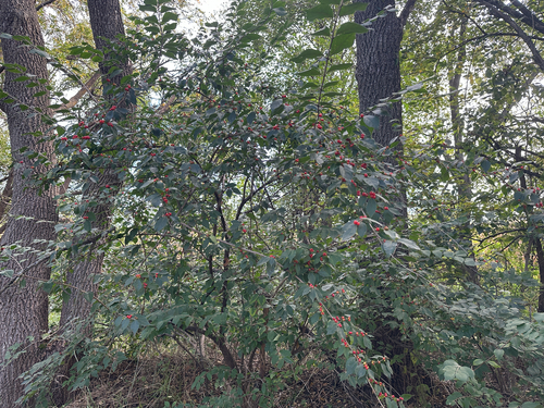 Amur honeysuckle