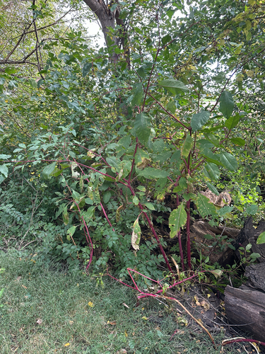 American pokeweed