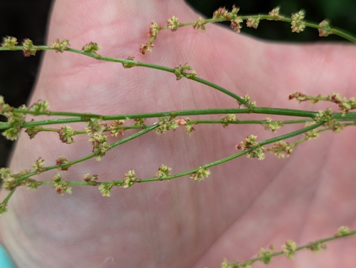 Rumex acetosella observed 2026-10-10