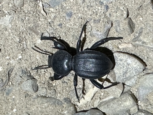 Scaurus uncinus