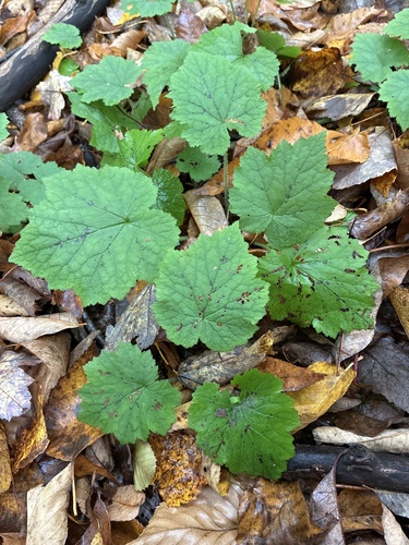 Creeping Foamflower