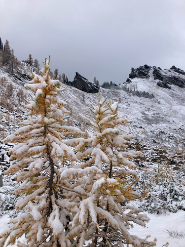 Larix lyallii observed 2026-10-11