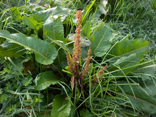 Rumex obtusifolius observed 2026-10-10