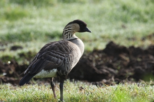 Branta sandvicensis observed 2026-10-10