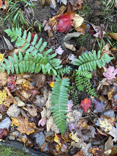 Christmas fern