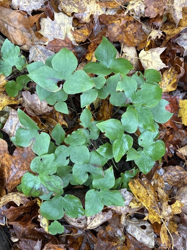 sharp-lobed hepatica