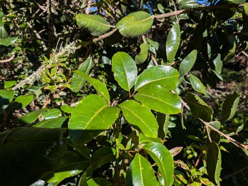 Cheirodendron trigynum observed 2026-10-10