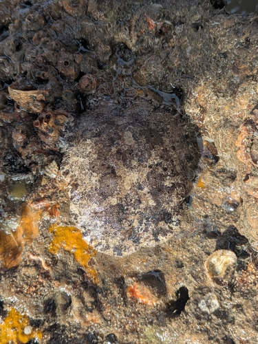 Discodoris fragilis observed 2026-10-10