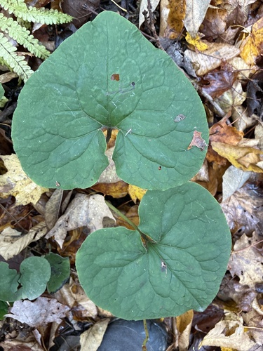 Canadian wild ginger