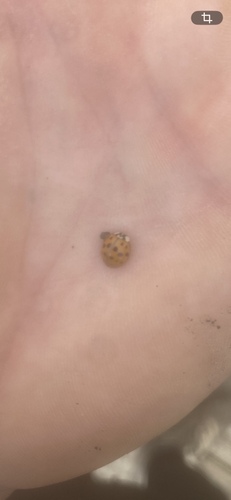 Asian Lady Beetle