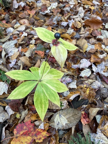 Cucumber Root