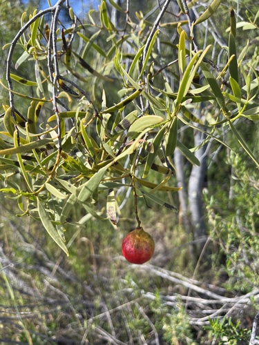 Santalum acuminatum observed 2026-10-13