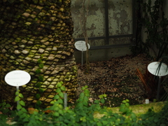 Jasminum grandiflorum