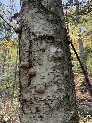 Tinder Polypore