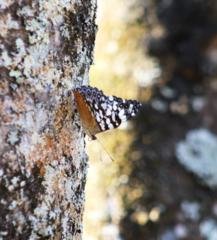 Hamadryas fornax