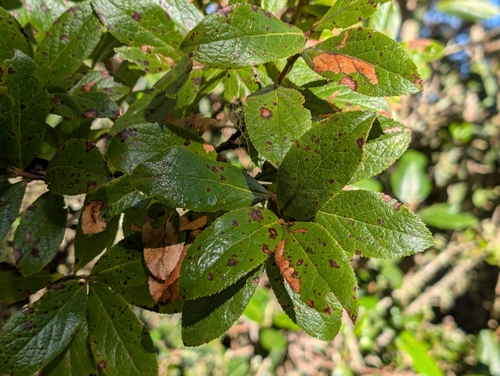 Vaccinium calycinum observed 2026-10-10