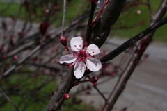 Prunus cistena