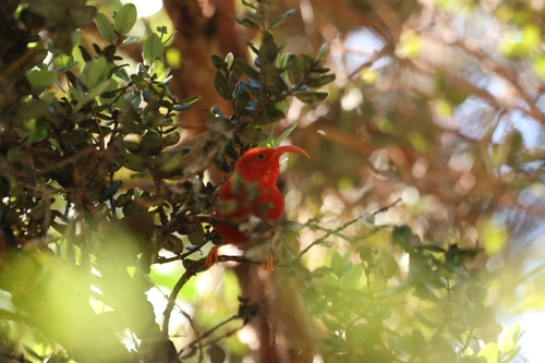 Vestiaria coccinea observed 2026-10-10